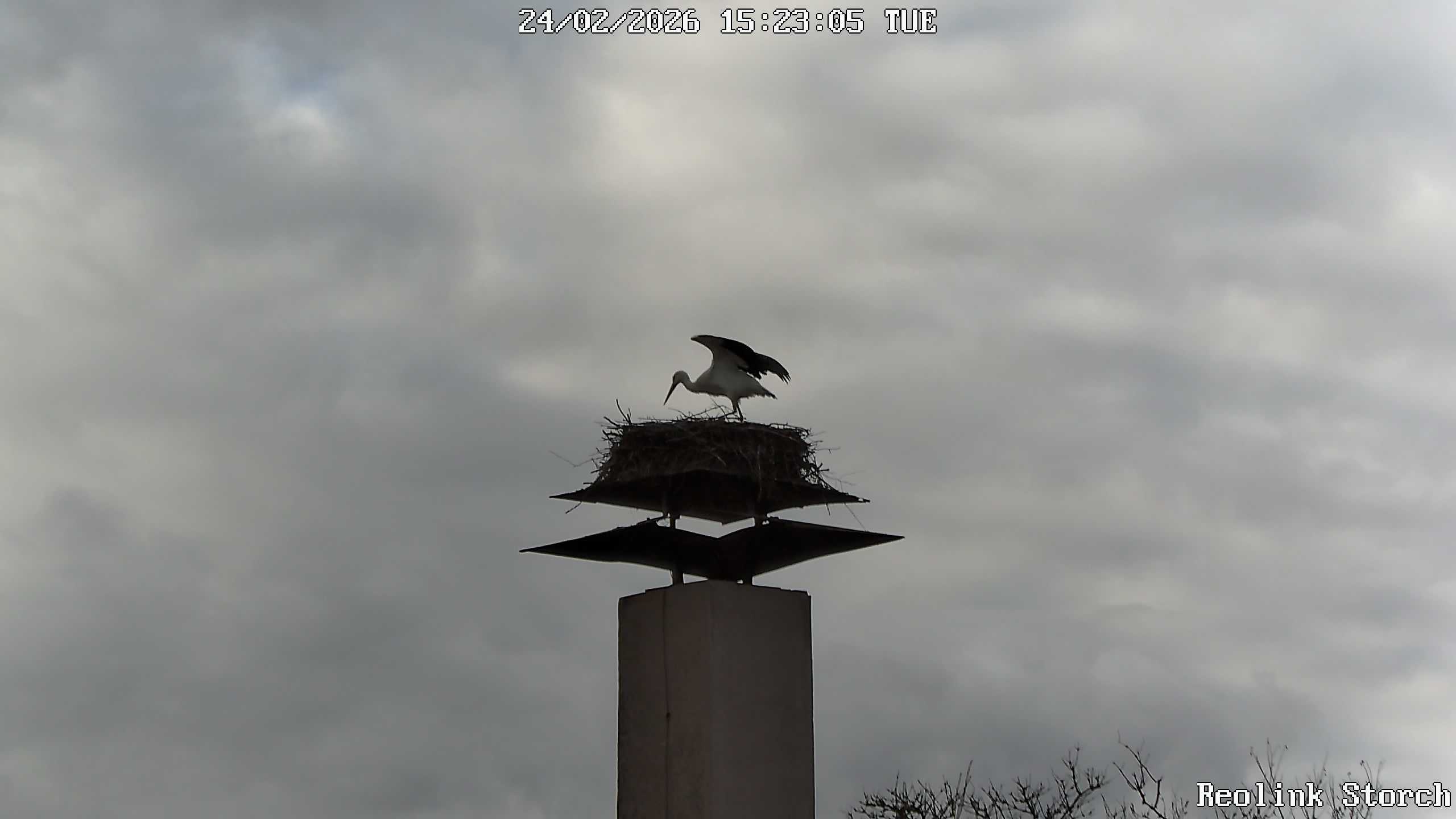 Storchencam Bild